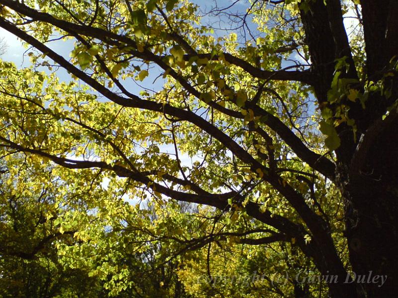 Autumn, Elm Avenue, Univesity of New England DSC00681.JPG